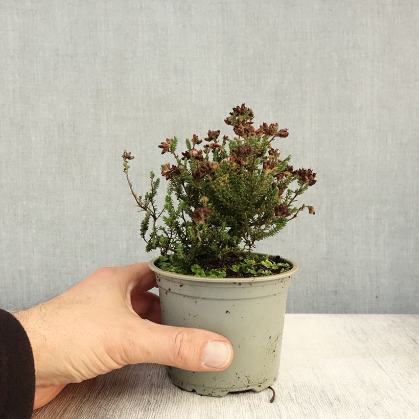 Example of Echte Glocken-Heide - Erica tetralix Topf 12 cm / 13 cm as you get in automne