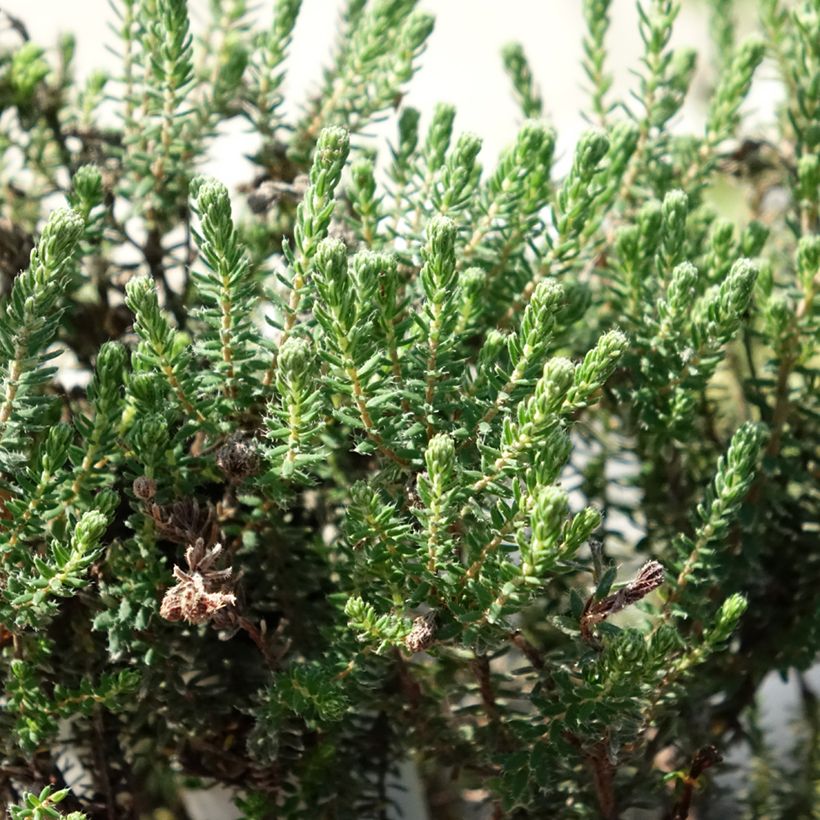 Echte Glocken-Heide Tina - Erica tetralix (Foliage)