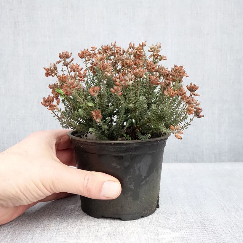 Exemplar von Echte Glocken-Heide Tina - Erica tetralix Topf 10 cm/11cm wie im Winter geliefert