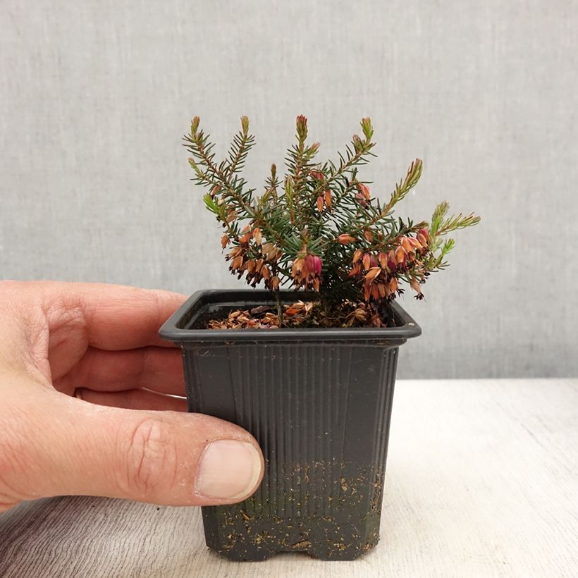 Example of Schnee-Heide Eva - Erica carnea Kleine Töpfe von 8/9 cm as you get in printemps