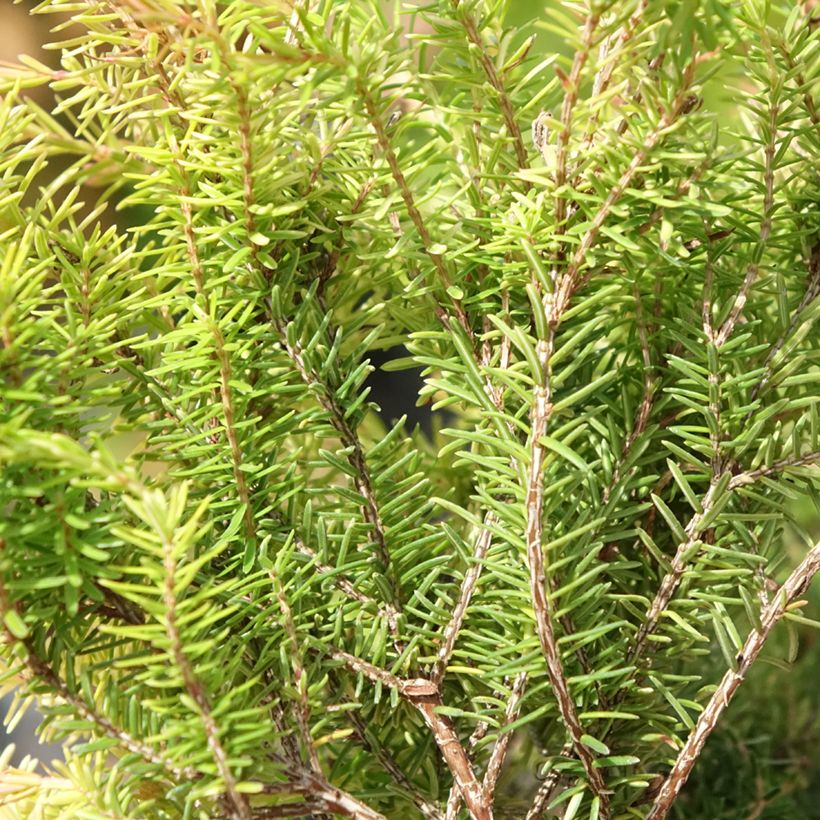 Schnee-Heide Foxhollow - Erica carnea f. aureifolia (Foliage)