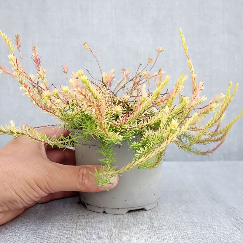 Example of Schnee-Heide Foxhollow - Erica carnea f. aureifolia Topf 12 cm / 13 cm as you get in ete