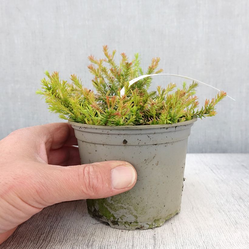 Exemplar von Schnee-Heide Foxhollow - Erica carnea f. aureifolia Topf 12 cm / 13 cm wie im Frühjahr geliefert