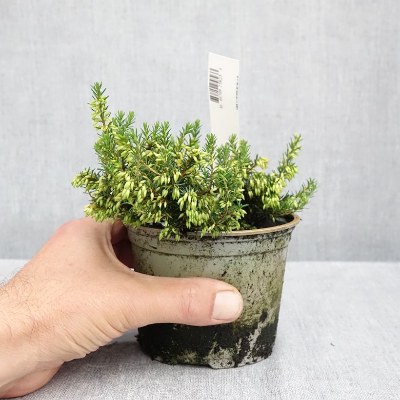 Exemplar von Schnee-Heide Isabell - Erica carnea Topf 10 cm/11cm wie im Herbst geliefert