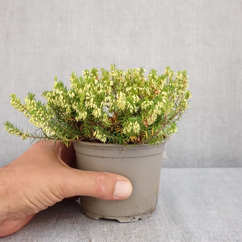 Example of Schnee-Heide Isabell - Erica carnea Topf 12 cm / 13 cm as you get in ete