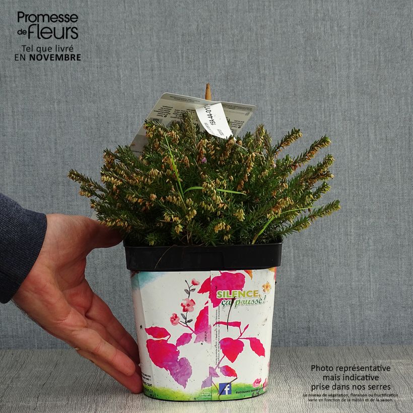 Example of Winterblühende Heide Jenny Porter - Erica darleyensis Topf mit 2L/3L as you get in automne
