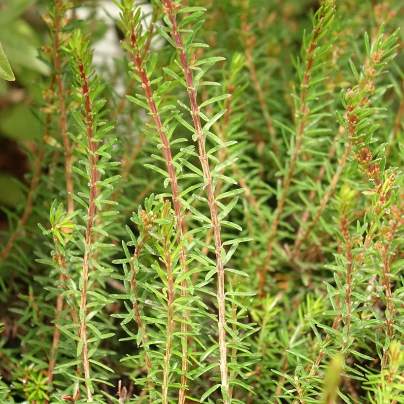 Schnee-Heide Myreton Ruby - Erica carnea (Foliage)