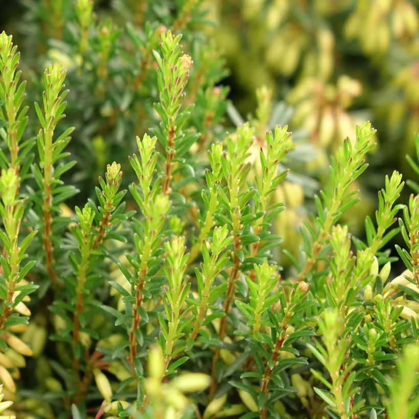 Schnee-Heide Rosalie - Erica carnea (Foliage)