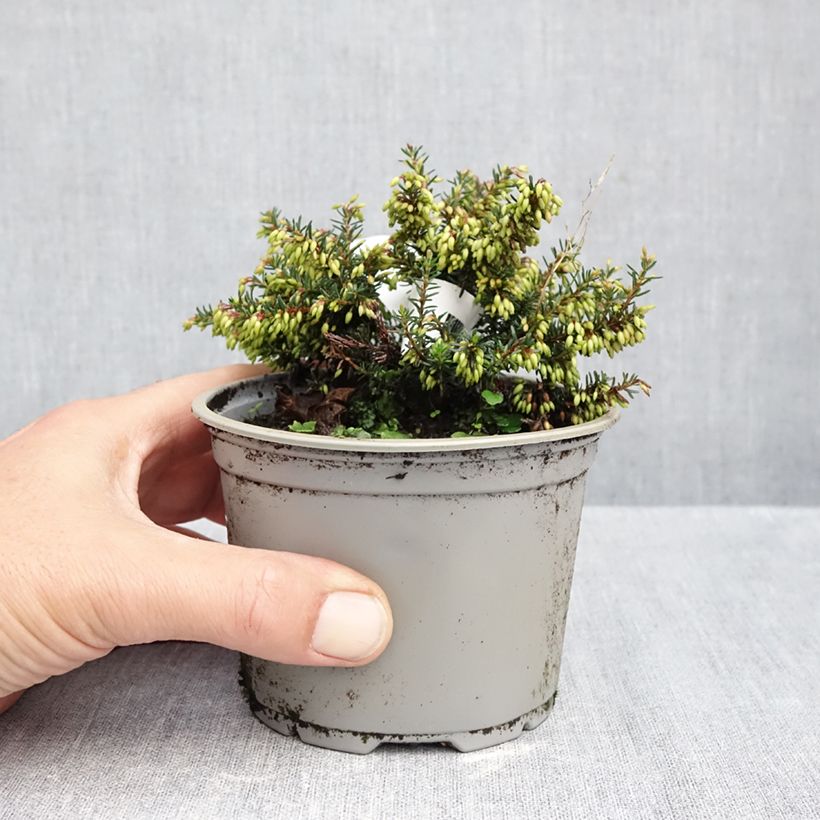 Exemplar von Bruyère des neiges - Erica carnea Winterfreude Pot de 12 cm / 13 cm wie im Herbst geliefert