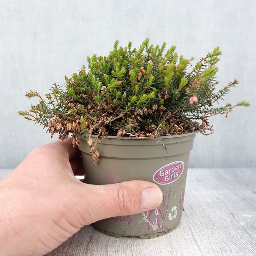 Example of Schnee-Heide Winterfreude - Erica carnea Topf 12 cm / 13 cm as you get in printemps
