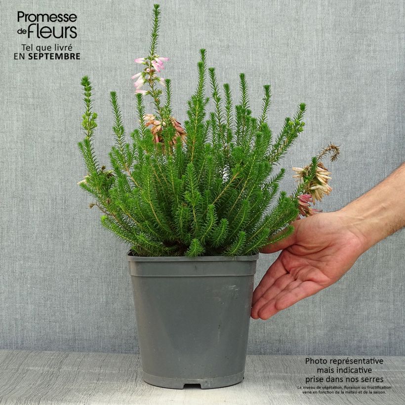 Example of Heidekraut - Erica verticillata Topf mit 4L/5L as you get in automne