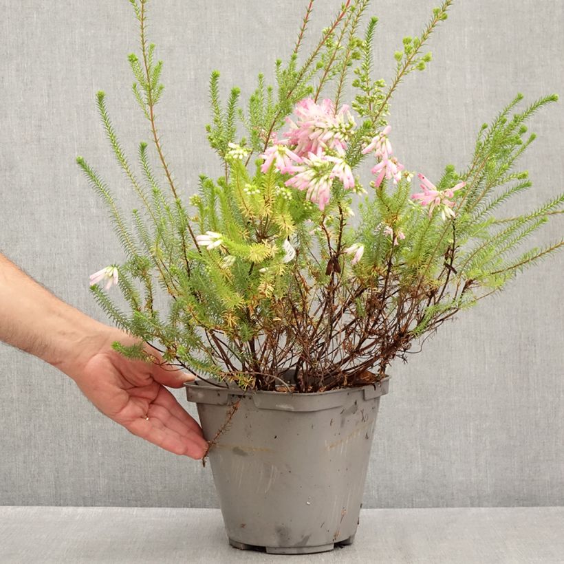 Exemplar von Heidekraut - Erica verticillata Topf mit 4L/5L wie im Sommer geliefert