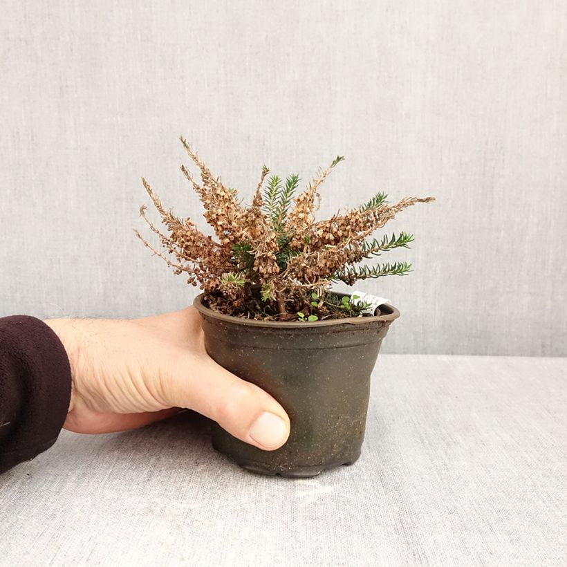 Exemplar von Cornwall-Heide Holden Pink - Erica vagans Topf 12 cm / 13 cm wie im Herbst geliefert