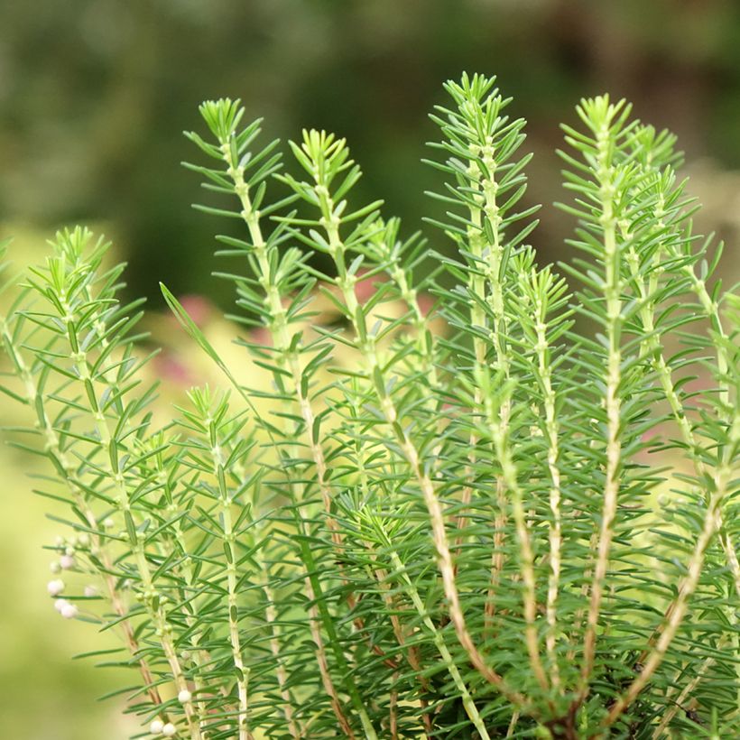 Cornwall-Heide Holden Pink - Erica vagans (Foliage)