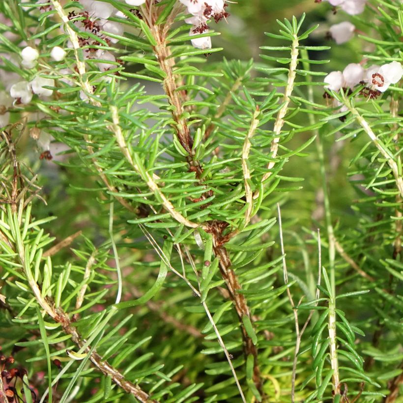 Cornwall-Heide Mrs D.F. Maxwell - Erica vagans (Foliage)