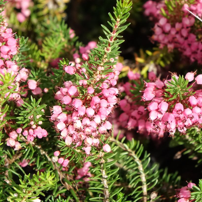Cornwall-Heide Mrs D.F. Maxwell - Erica vagans (Flowering)