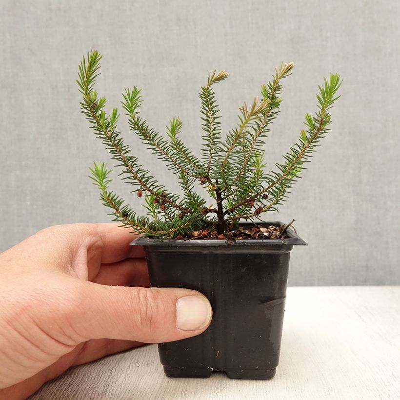 Example of Cornwall-Heide Mrs D.F. Maxwell - Erica vagans Kleine Töpfe von 8/9 cm as you get in printemps