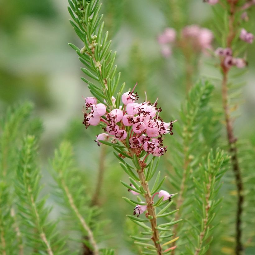 Cornwall-Heide Pyrenees Pink - Erica vagans (Flowering)