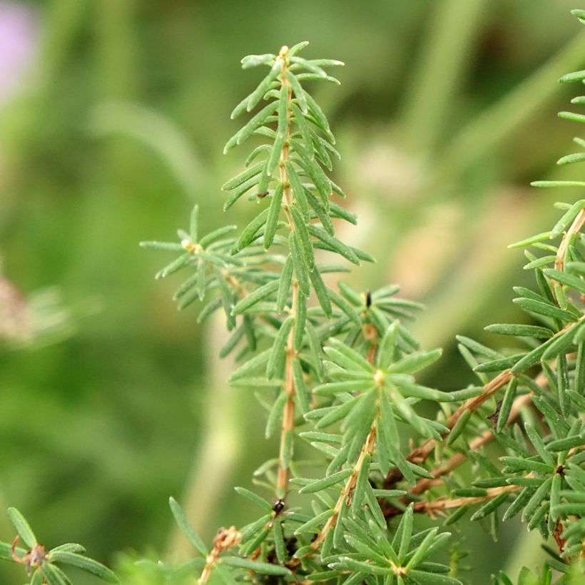 Cornwall-Heide Pyrenees Pink - Erica vagans (Foliage)