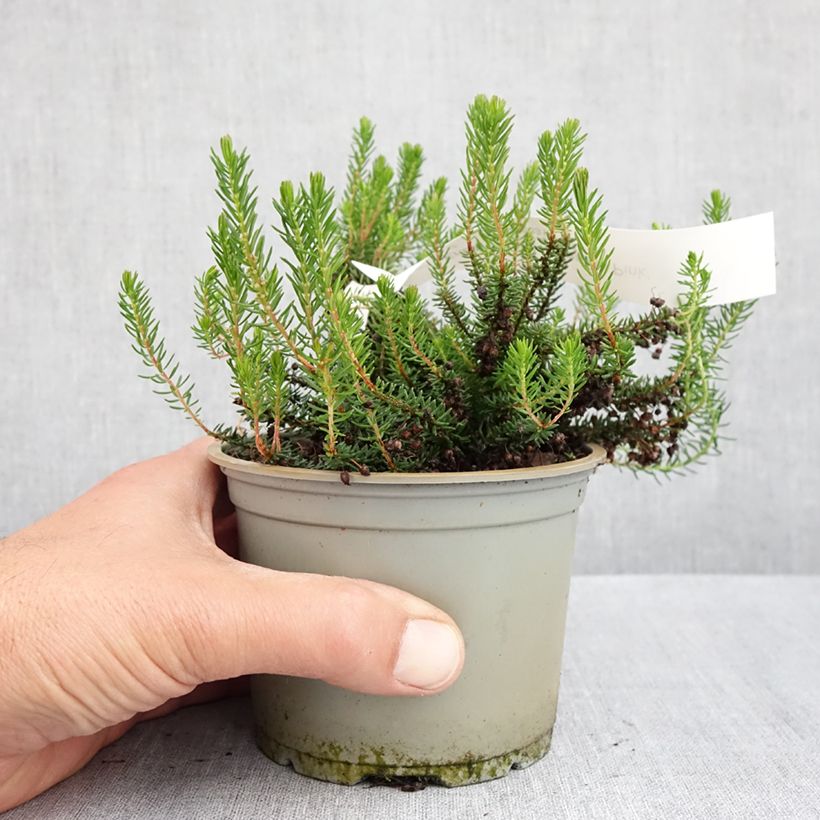 Example of Cornwall-Heide Pyrenees Pink - Erica vagans Topf 12 cm / 13 cm as you get in printemps