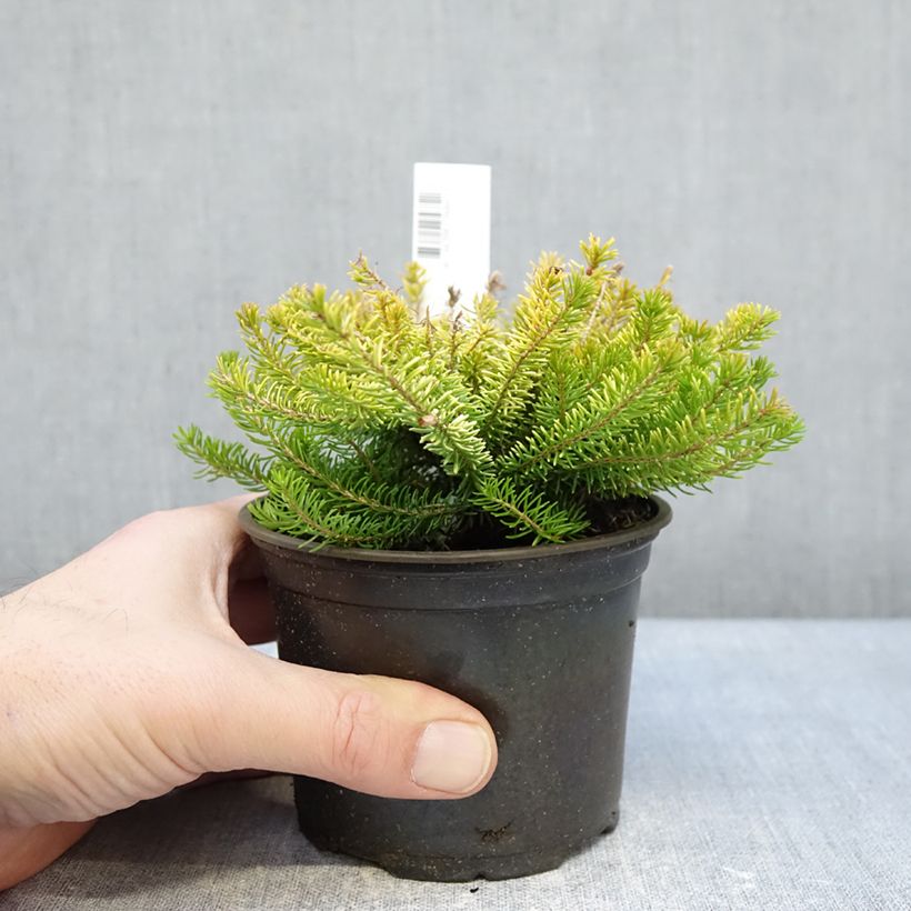 Exemplar von Cornwall-Heide Yellow John - Erica vagans Topf 10 cm/11cm wie im Winter geliefert