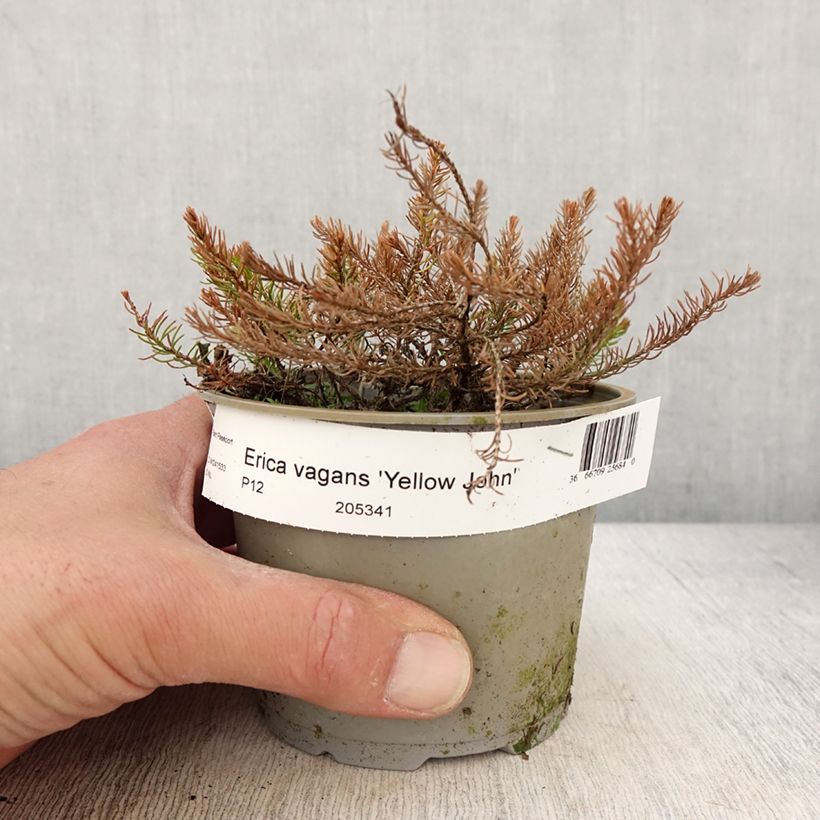 Example of Cornwall-Heide Yellow John - Erica vagans Topf 12 cm / 13 cm as you get in printemps