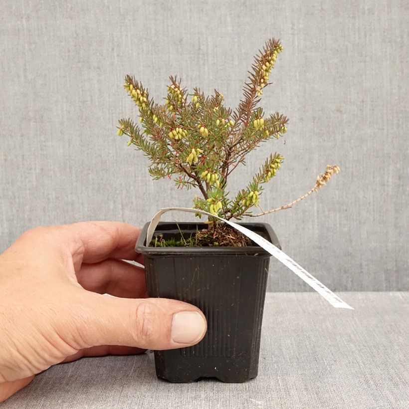 Exemplar von Winterblühende Heide Winter Belles Lucie - Erica darleyensis Kleine Töpfe von 8/9 cm wie im Herbst geliefert