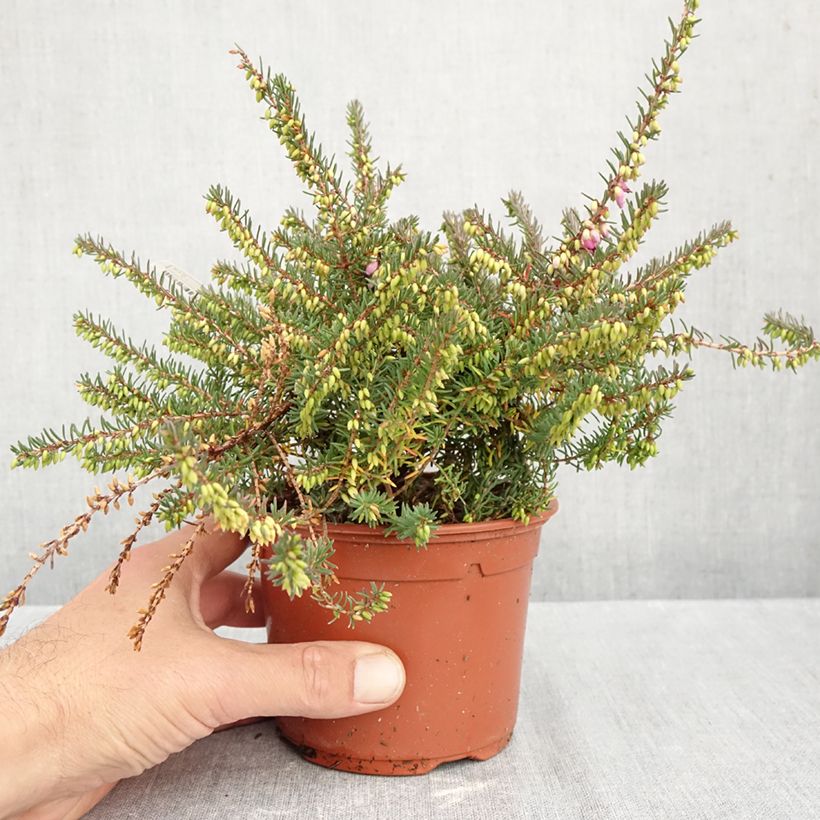 Exemplar von Winterblühende Heide Winter Belles Lucie - Erica darleyensis Topf mit 1L/1,5L wie im Herbst geliefert