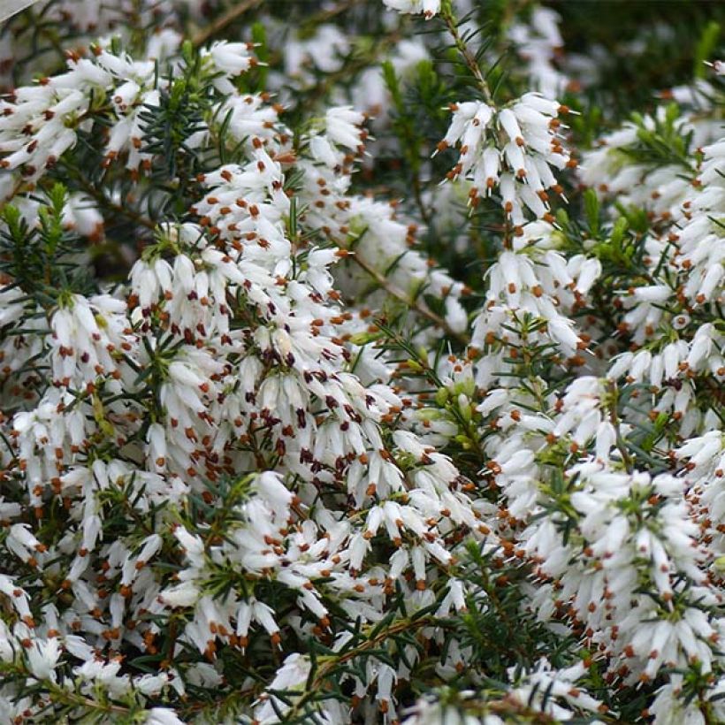 Schnee-Heide Springwood White - Erica carnea (Flowering)