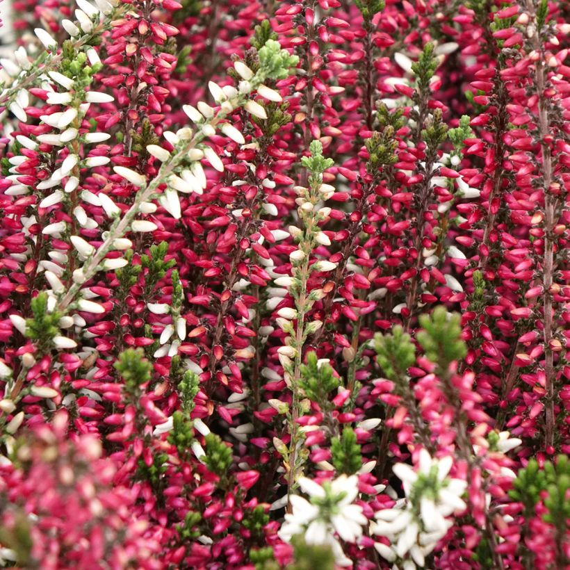 Besenheide Garden Girls Trio Mix - Calluna vulgaris (Blüte)