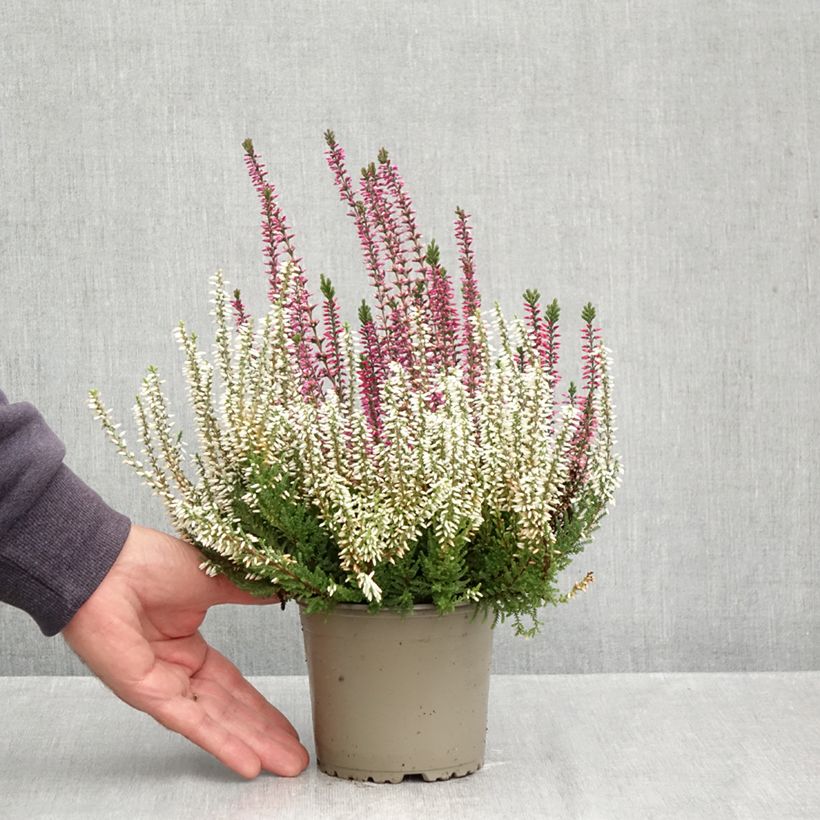 Exemplar von Besenheide Garden Girls Trio Mix - Calluna vulgaris Topf mit 1L/1,5L wie im Herbst geliefert