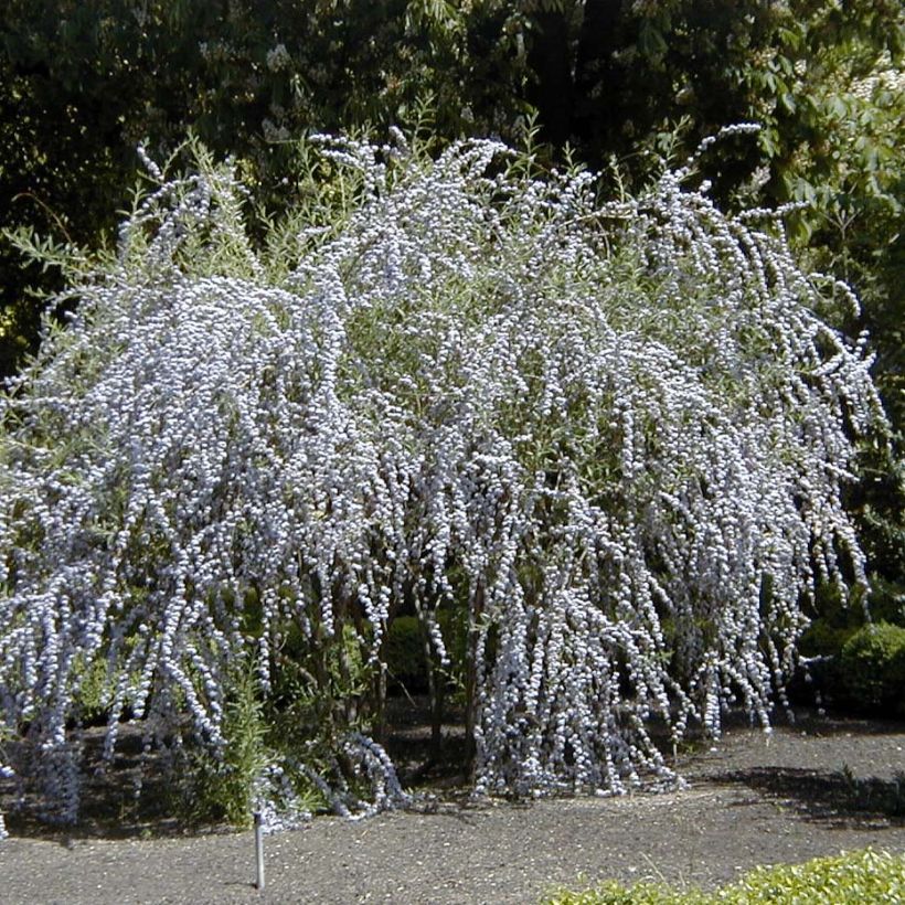 Buddleja alternifolia - Wechselblättriger Sommerflieder (Plant habit)