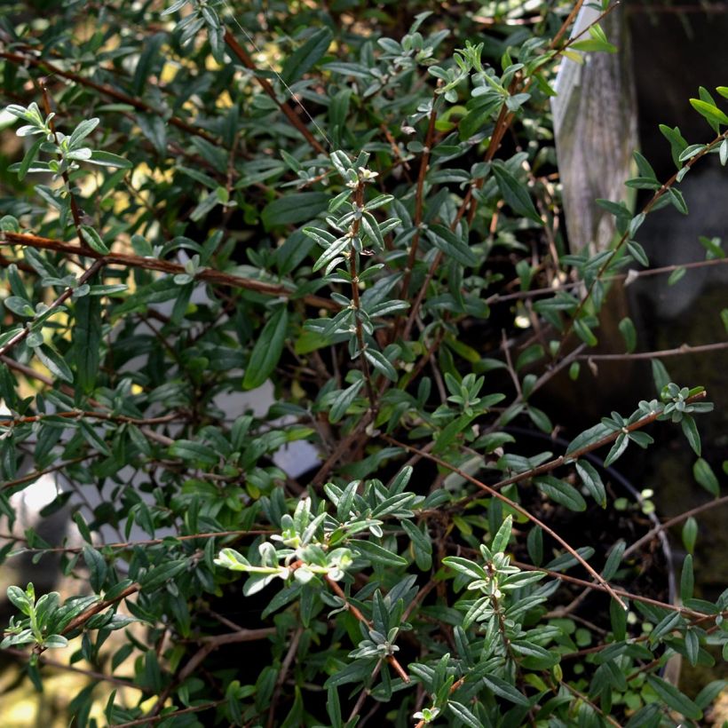 Buddleja alternifolia - Wechselblättriger Sommerflieder (Foliage)