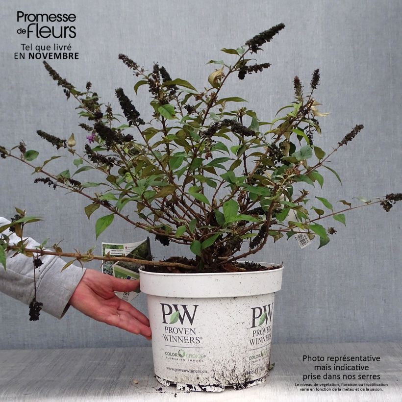 Example of Buddleja Blue Chip - Sommerflieder Topf mit 7,5L/10L as you get in automne