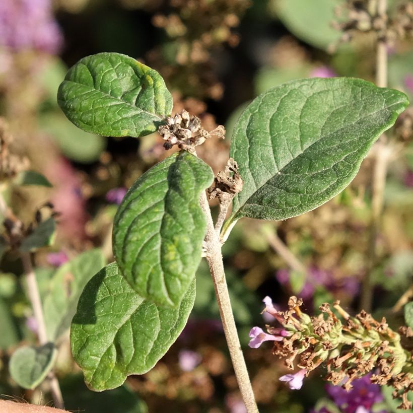 Buddleia Blue Chip Jr - Sommerflieder (Foliage)