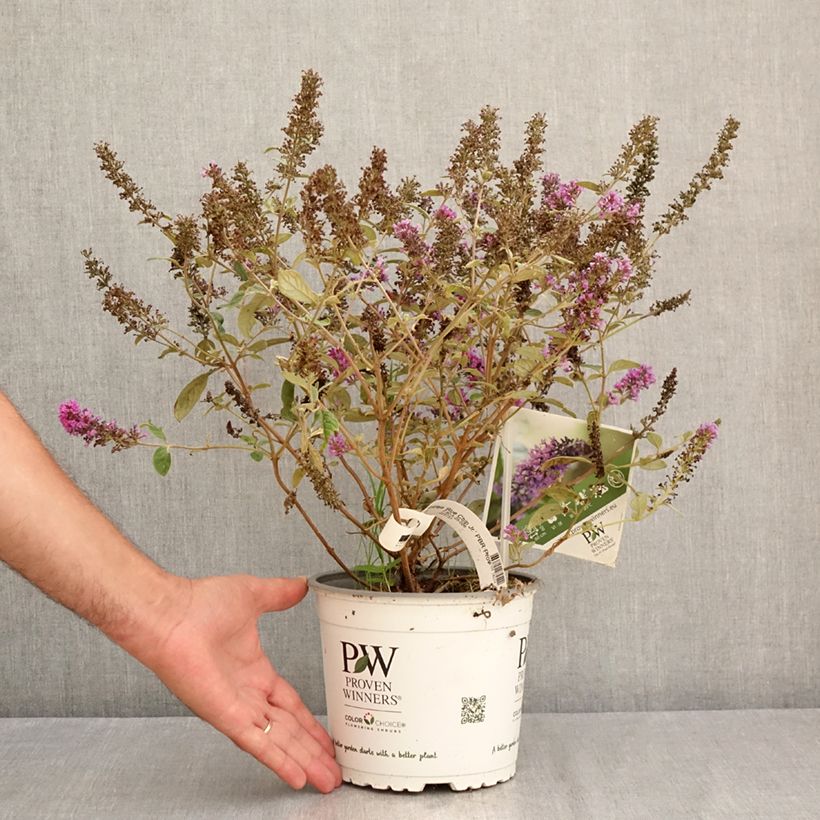 Example of Buddleia Blue Chip Jr - Sommerflieder Topf mit 2L/3L as you get in ete