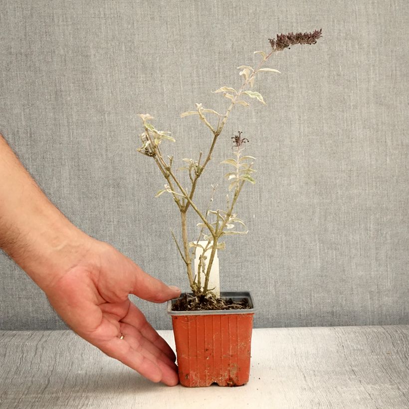 Example of Buddleja davidii Adonis Blue - Sommerflieder Kleine Töpfe von 8/9 cm as you get in ete
