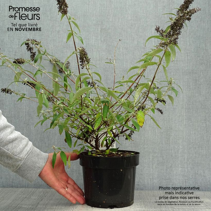 Example of Buddleja davidii Adonis Blue - Sommerflieder Topf mit 3L/4L as you get in automne