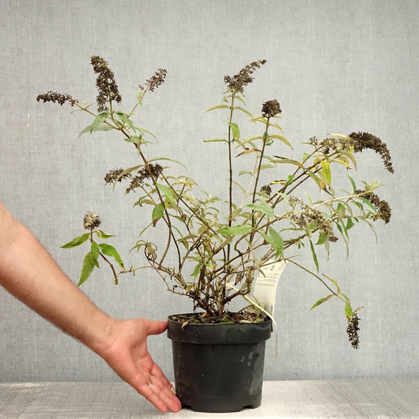 Exemplar von Buddleja davidii Adonis Blue - Sommerflieder Topf mit 3L/4L wie im Sommer geliefert
