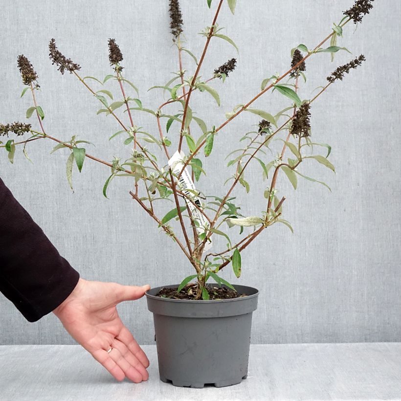 Exemplar von Buddleja davidii Black knight - Sommerflieder Topf mit 2L/3L wie im Herbst geliefert