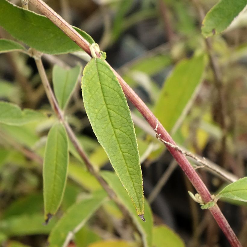 Buddleja davidii Black knight - Sommerflieder (Foliage)