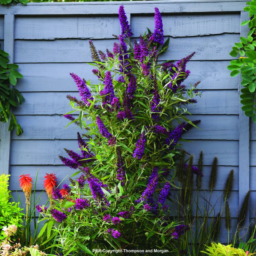 Buddleja davidii Butterfly Tower - Sommerflieder (Plant habit)