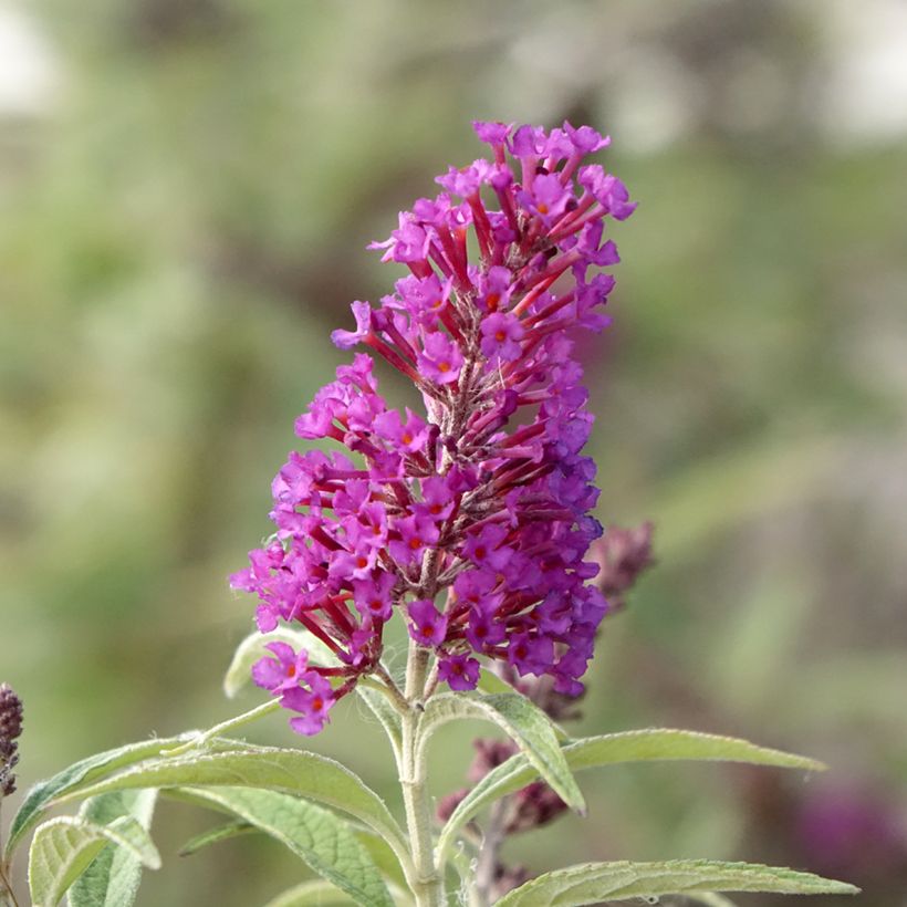 Buddleja davidii Butterfly Tower - Sommerflieder (Flowering)