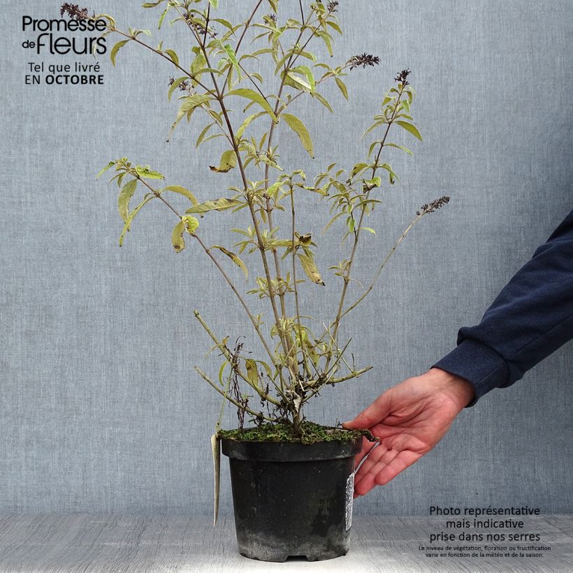 Example of Buddleja davidii Harlequin - Sommerflieder Topf mit 2L/3L as you get in automne