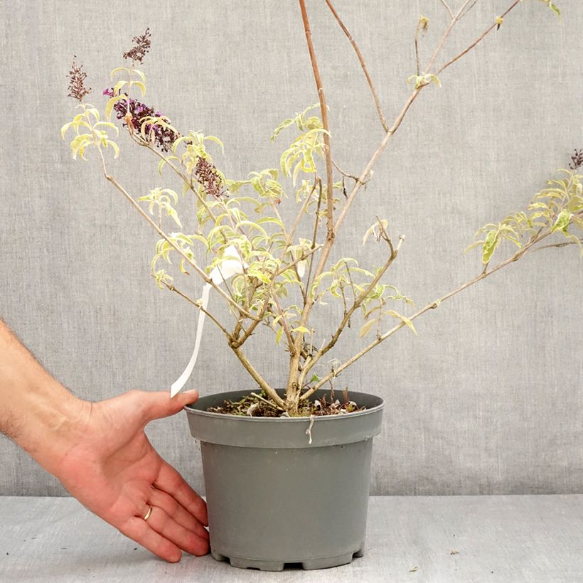 Exemplar von Buddleja davidii Harlequin - Sommerflieder Topf mit 2L/3L wie im Sommer geliefert