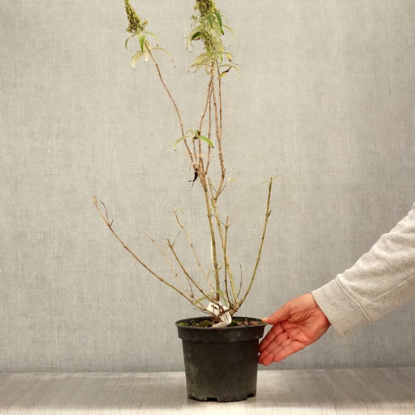 Example of Buddleja davidii Marbled White - Sommerflieder Topf mit 2L/3L as you get in automne