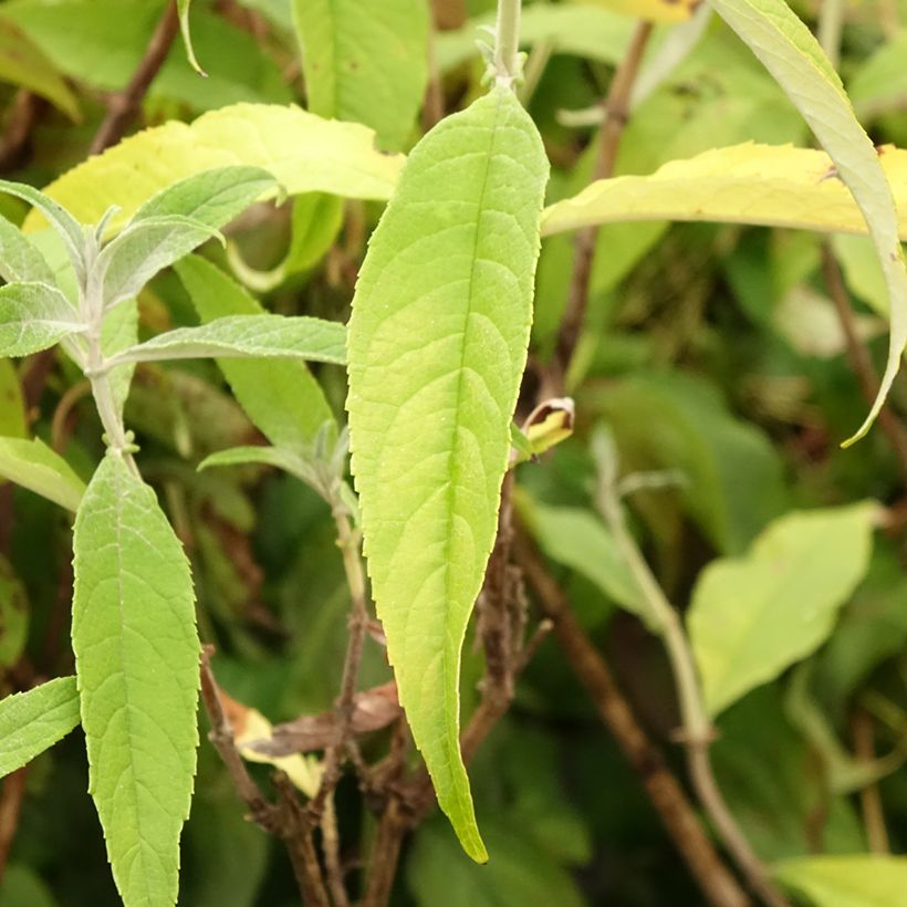 Buddleja davidii Marbled White - Sommerflieder (Foliage)