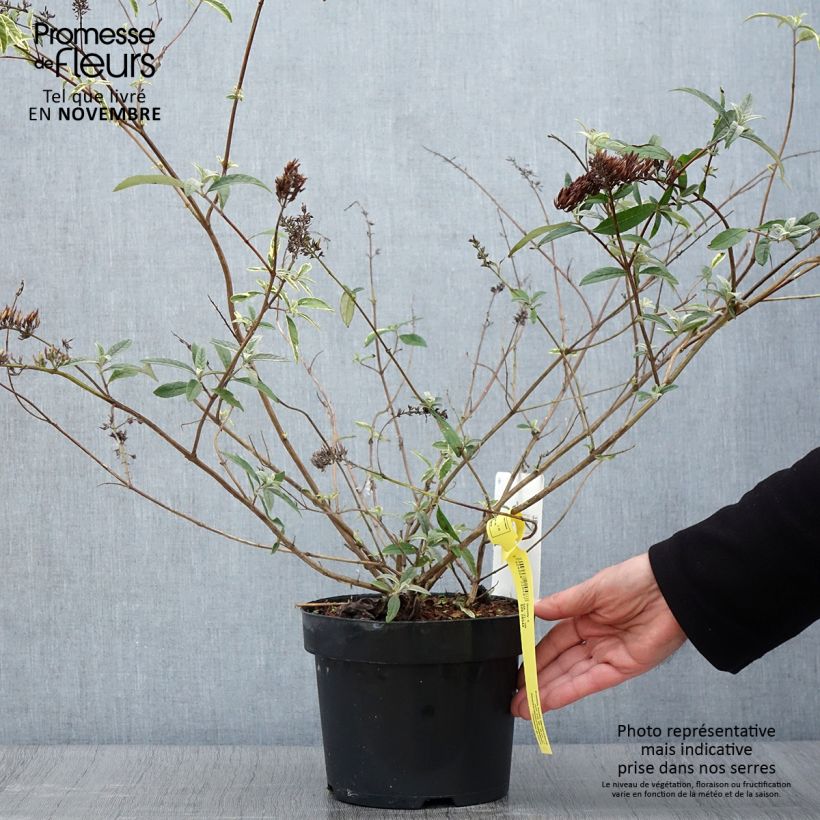 Example of Buddleja davidii Masquerade - Sommerflieder Topf mit 3L/4L as you get in automne