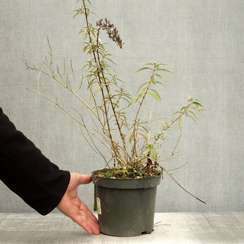 Example of Buddleja davidii Nanho Purple - Sommerflieder Topf mit 2L/3L as you get in automne