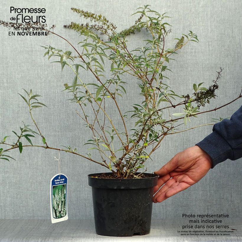 Example of Buddleja davidii Nanho White - Sommerflieder Topf mit 2L/3L as you get in automne